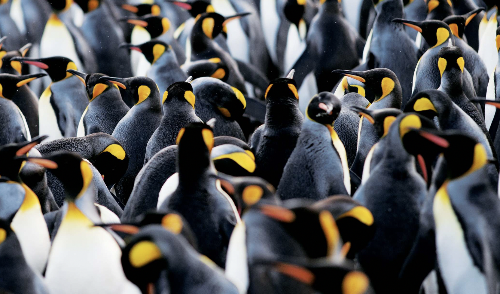 Expedition Antarctica - the Great Penguin Adventure 2023