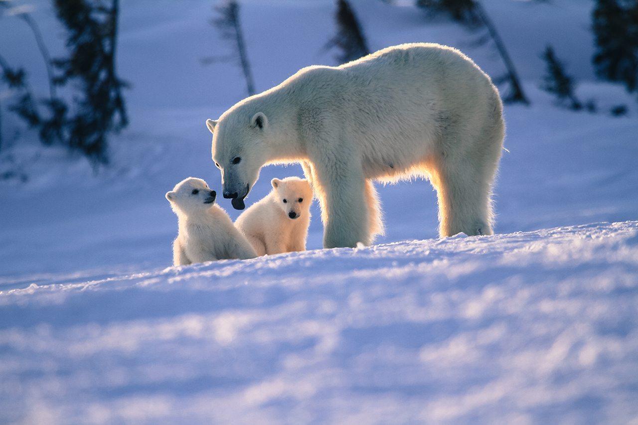 Polar Bear Mother and Newborn Safari