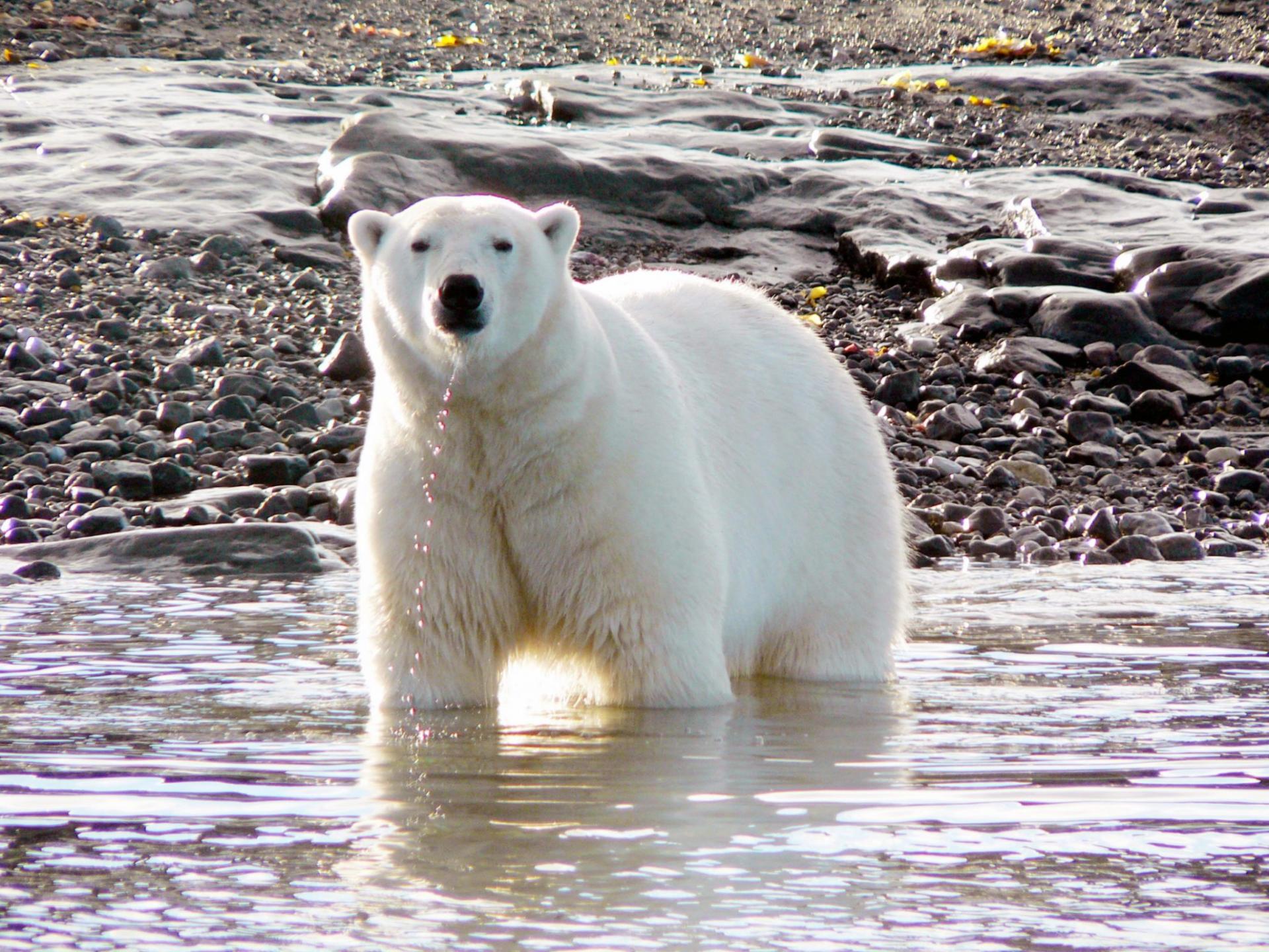 Polar Bears and Glaciers of Baffin Island