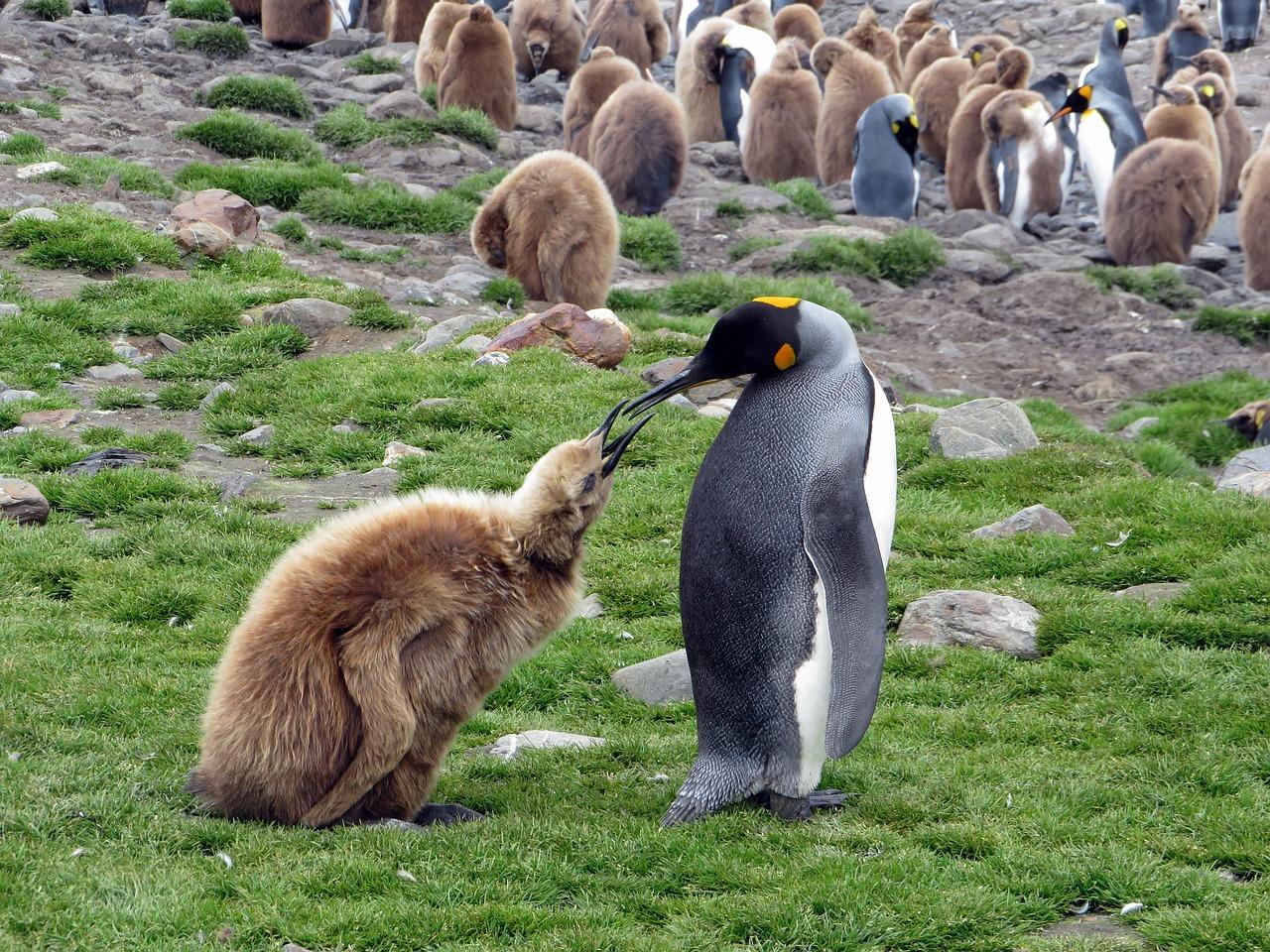 South Georgia and Antarctica