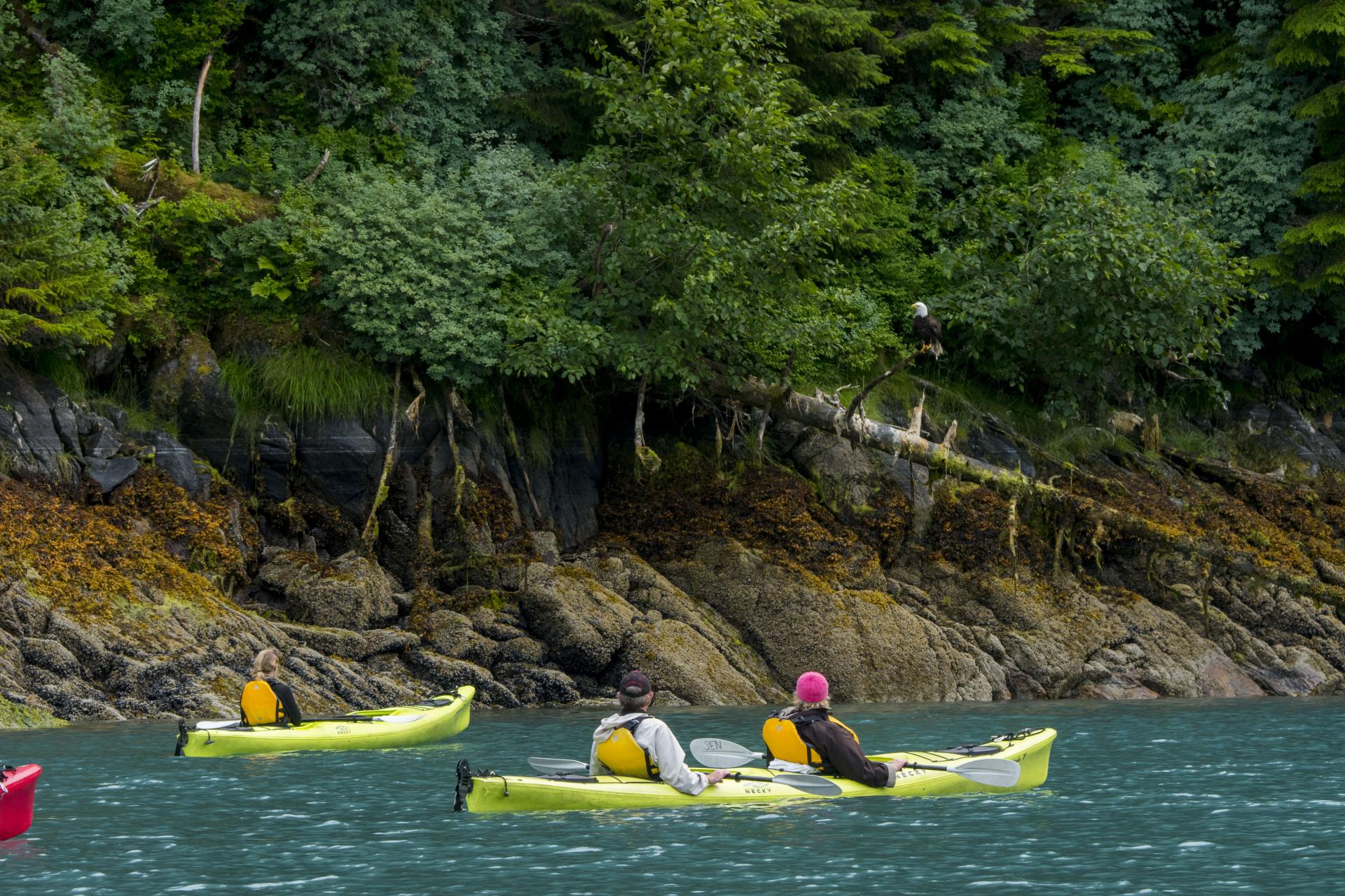 Impresionante y Salvaje: lo mejor de Glacier Bay