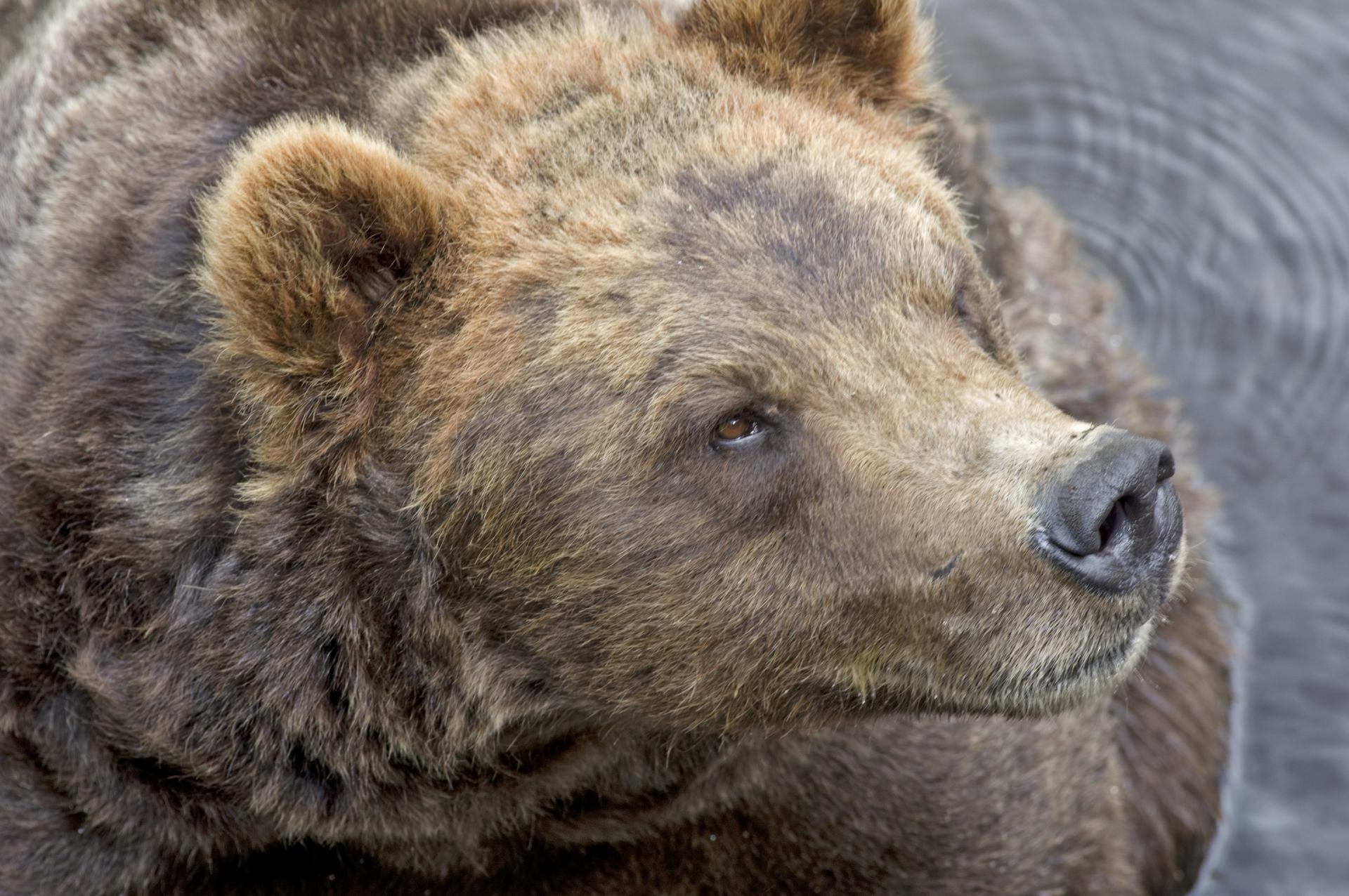 Glacier Bay and National Park Adventure
