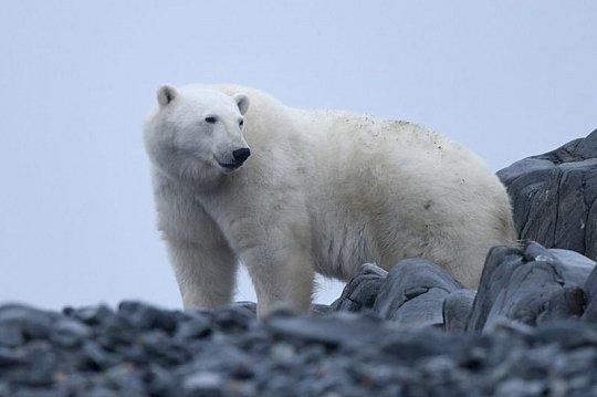 Best of Svalbard 2023
