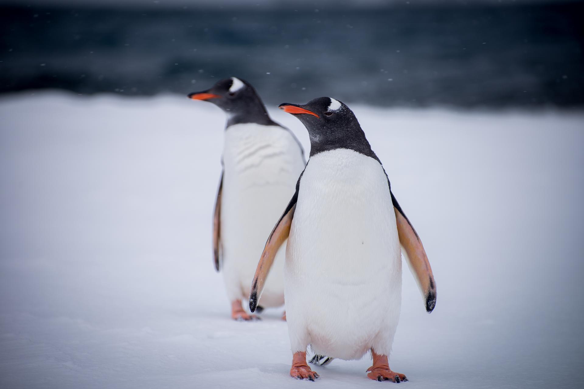 Antarctica Through the Camera Lens