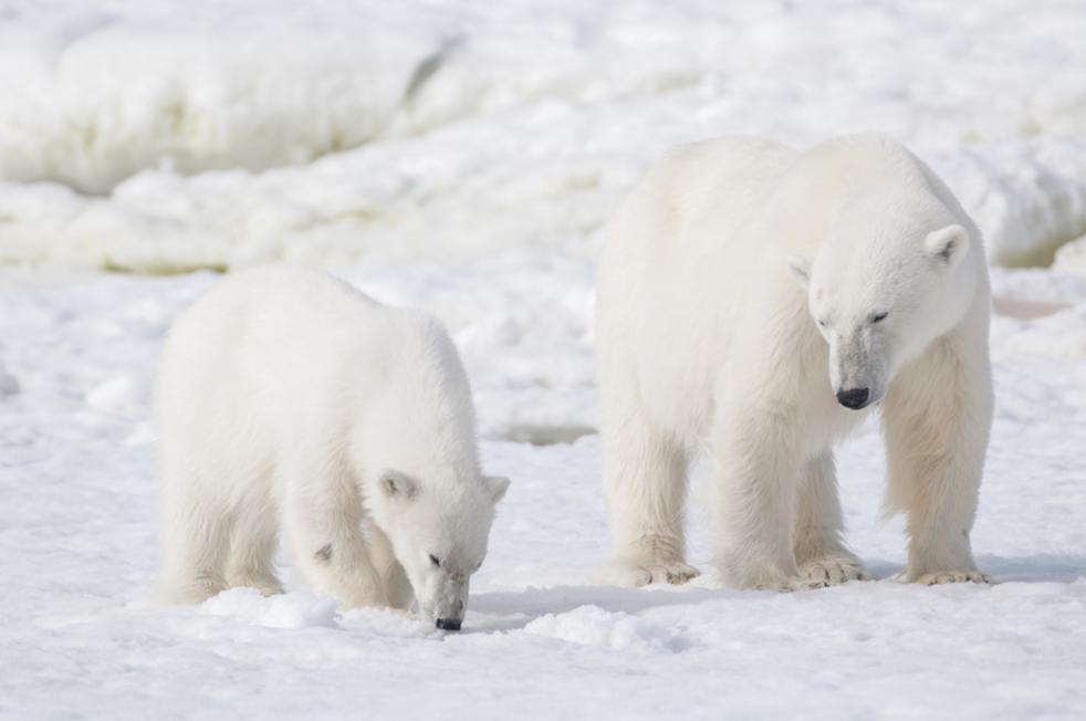 In the realm of the Polar Bear & Ice with The Polar Travel Company