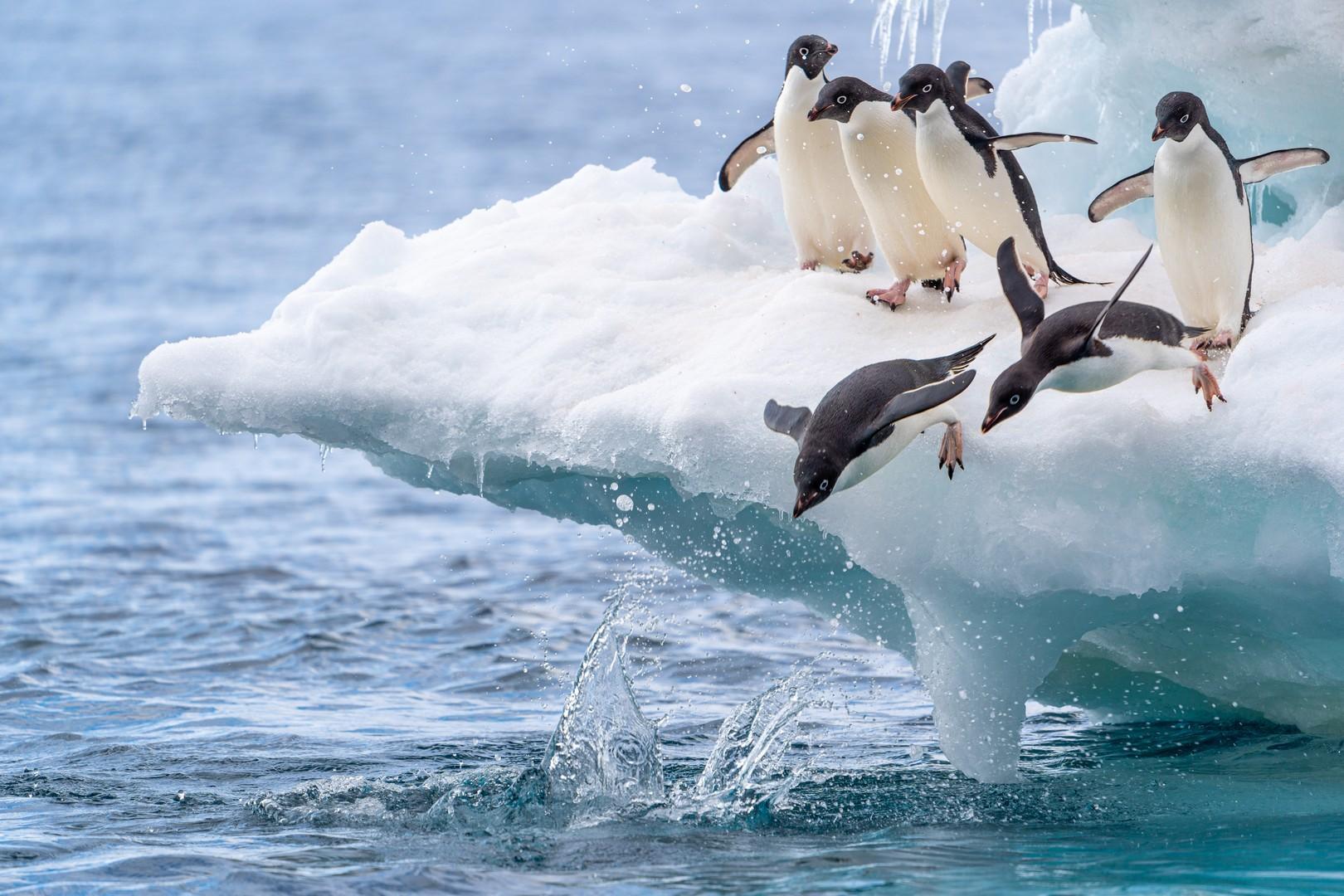 Antarctic Peninsula