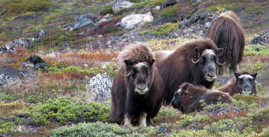 Voyage to the Northwest Passage