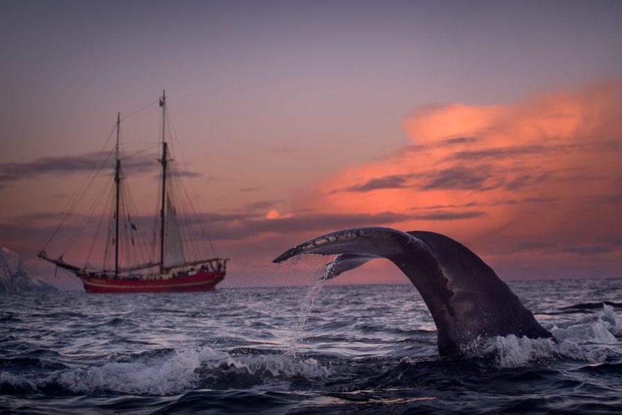 Ballenas y Maravillas