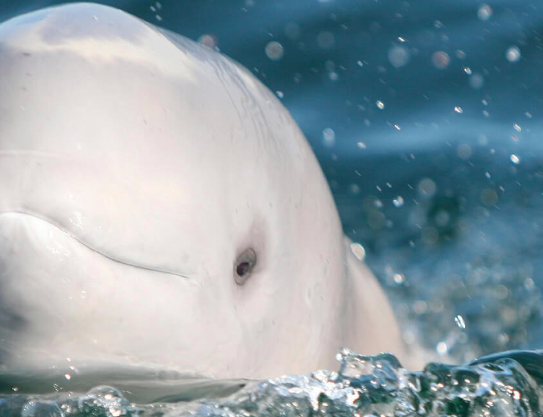 Belugas, Osos y Floraciones