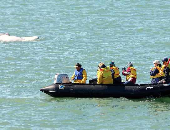 Explorador de belugas y osos en Churchill