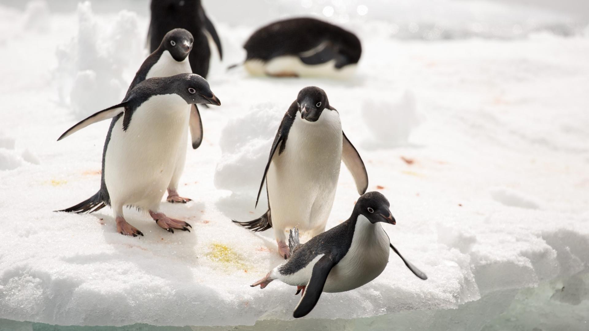 Antarctic Peninsula