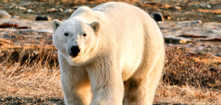 Polar Bear Express -Into the Ice