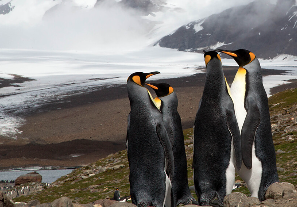 Falkland, South Georgia, Antarctica