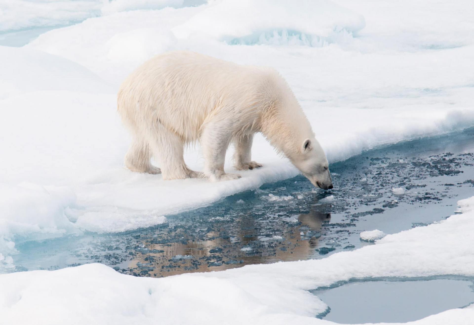 Odisea por Svalbard 2025