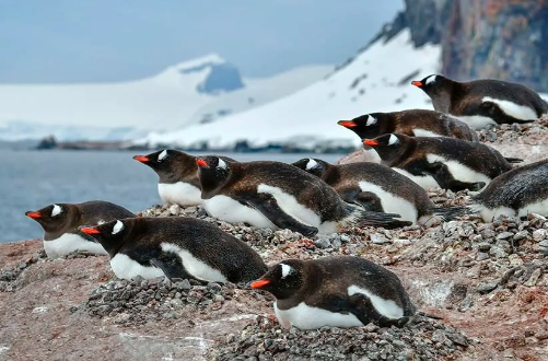 Antarctic Peninsula