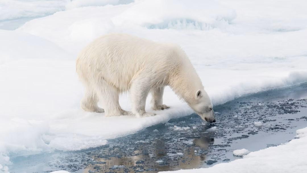 Svalbard Odyssey (10)