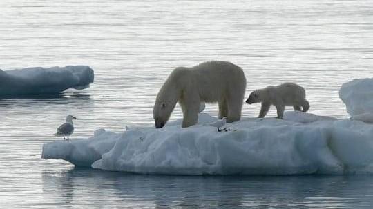 Svalbard occidental y borde de hielo polar