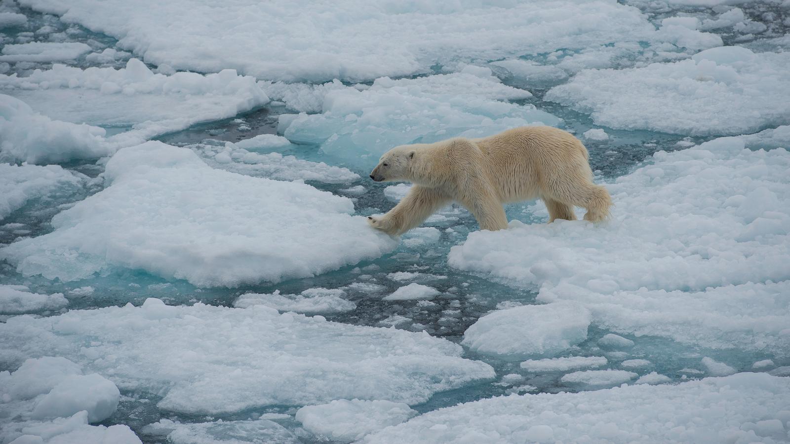 Realm of the Polar Bear