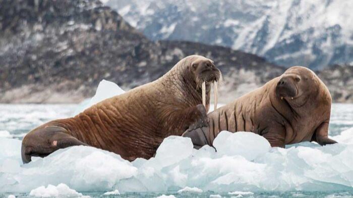Tour Fotogrfico de Primavera en Svalbard con Dean Tatooles