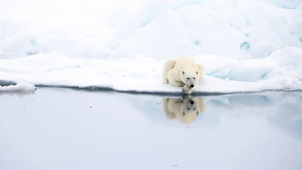 Northeast Greenland's unexplored sea ice