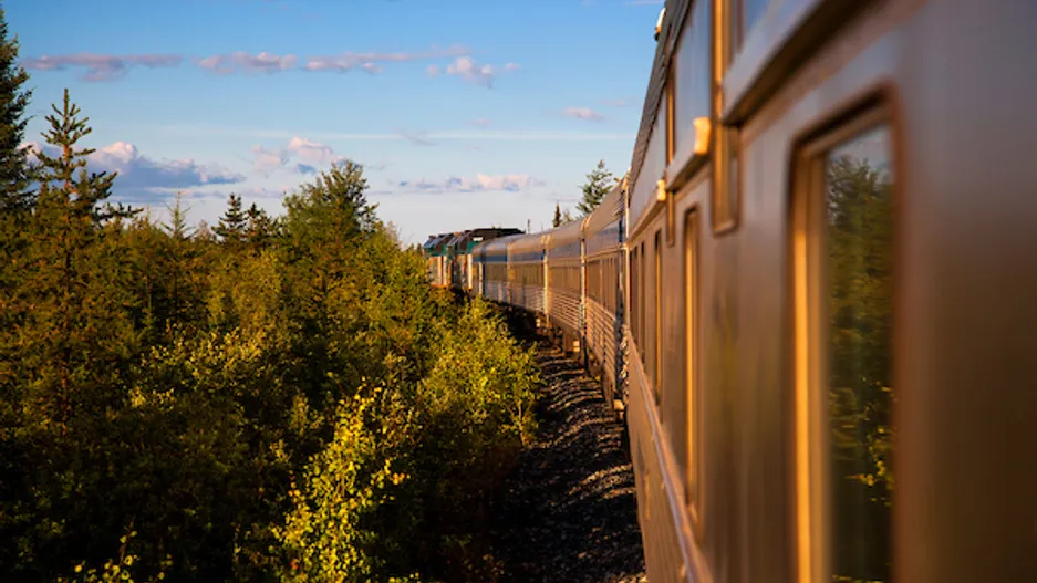 Belugas, osos y flores en tren