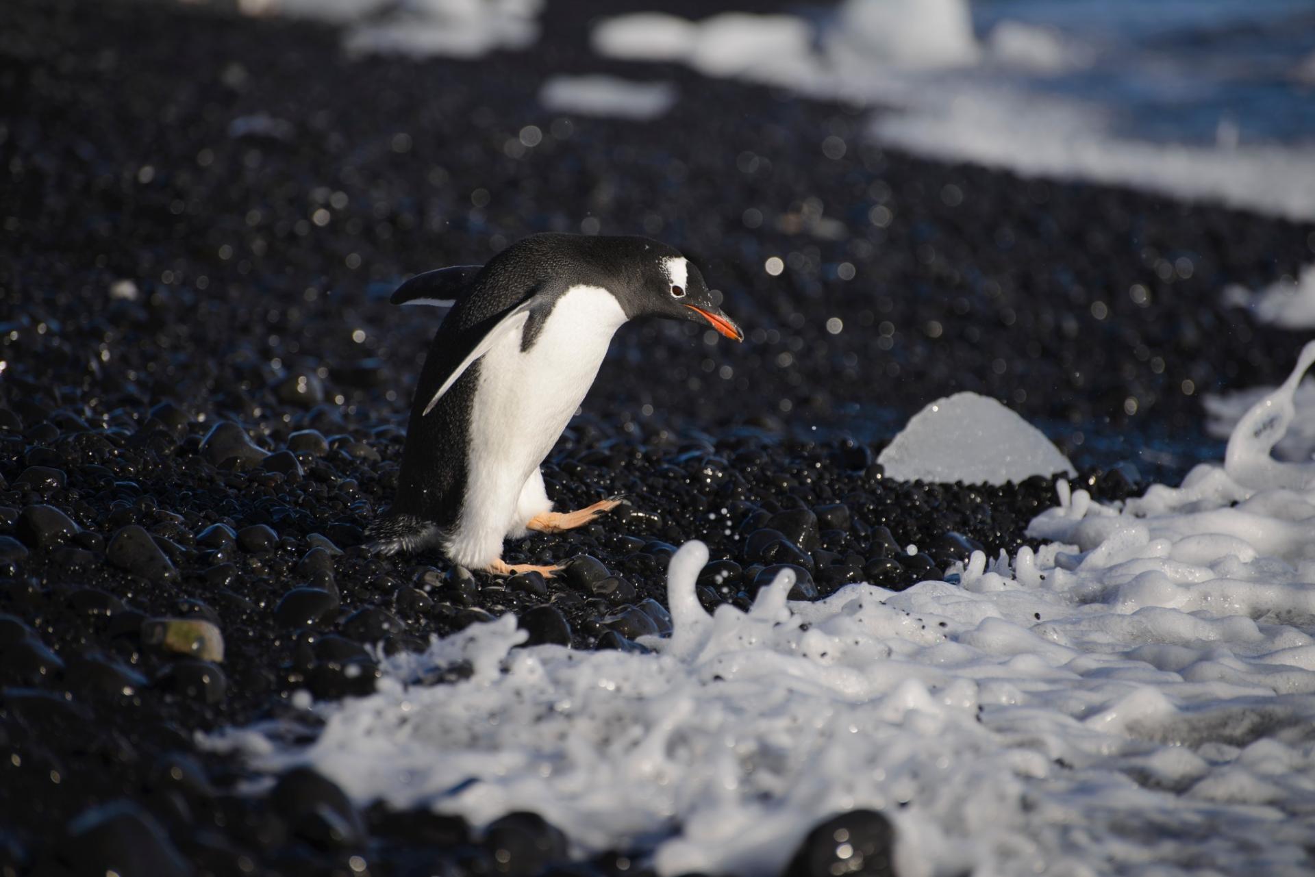 Cruise to the Antarctic Circle