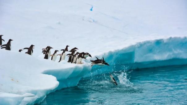 South Georgia and Antarctica Autumn Micro Fly Cruise