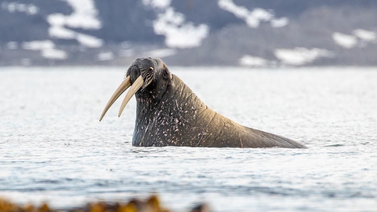 Circunnavegacin a Svalbard: La Misin rtica Definitiva 