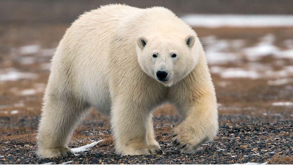 Bsqueda en la Naturaleza Polar