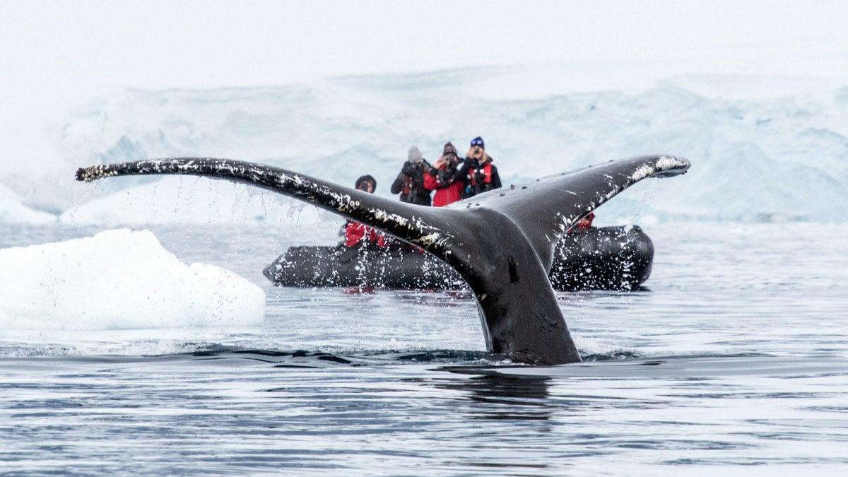 Crossing the Antarctic Circle - PLT