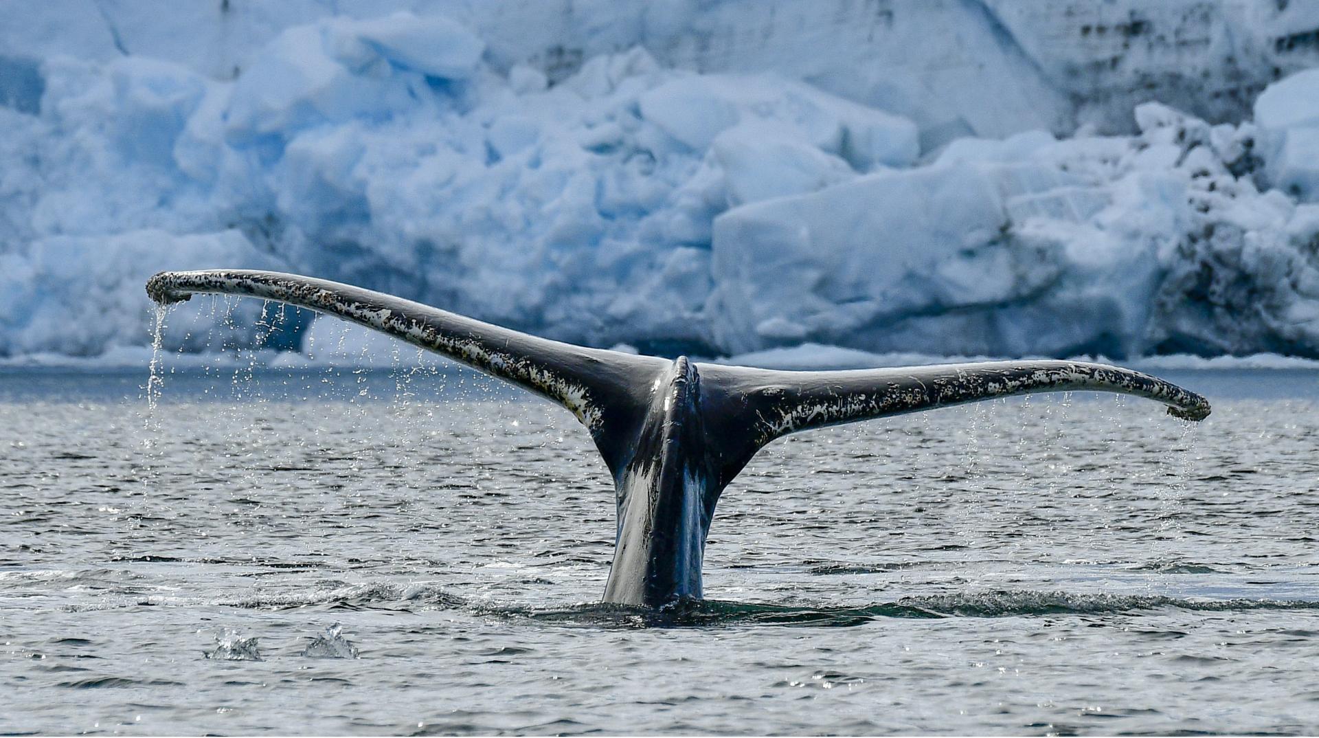 Temporada de Ballenas en la Antrtida