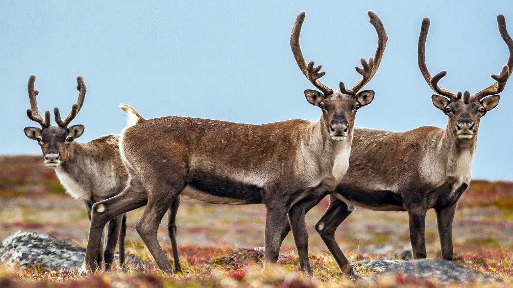 Arctic Wilderness Odyssey