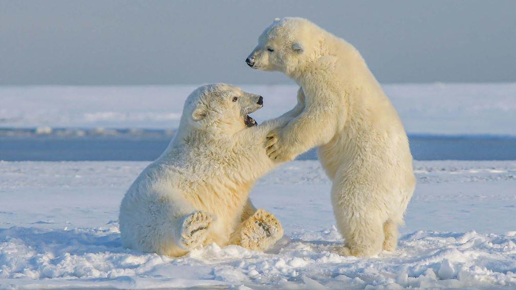 Midnight Fjord Quest