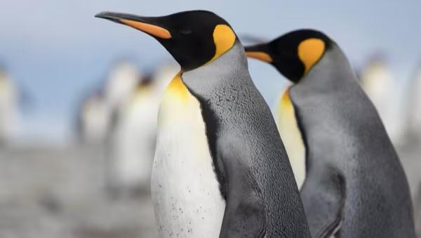 Islas Malvinas y Georgia del Sur (20 das)