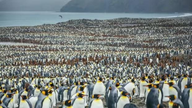 Georgias del Sur y Pennsula Antrtica: Safari de Pinginos