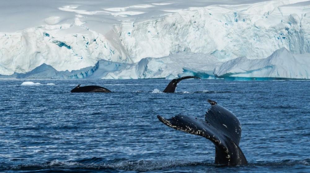 Epic Falkland Islands, South Georgia & Antarctica