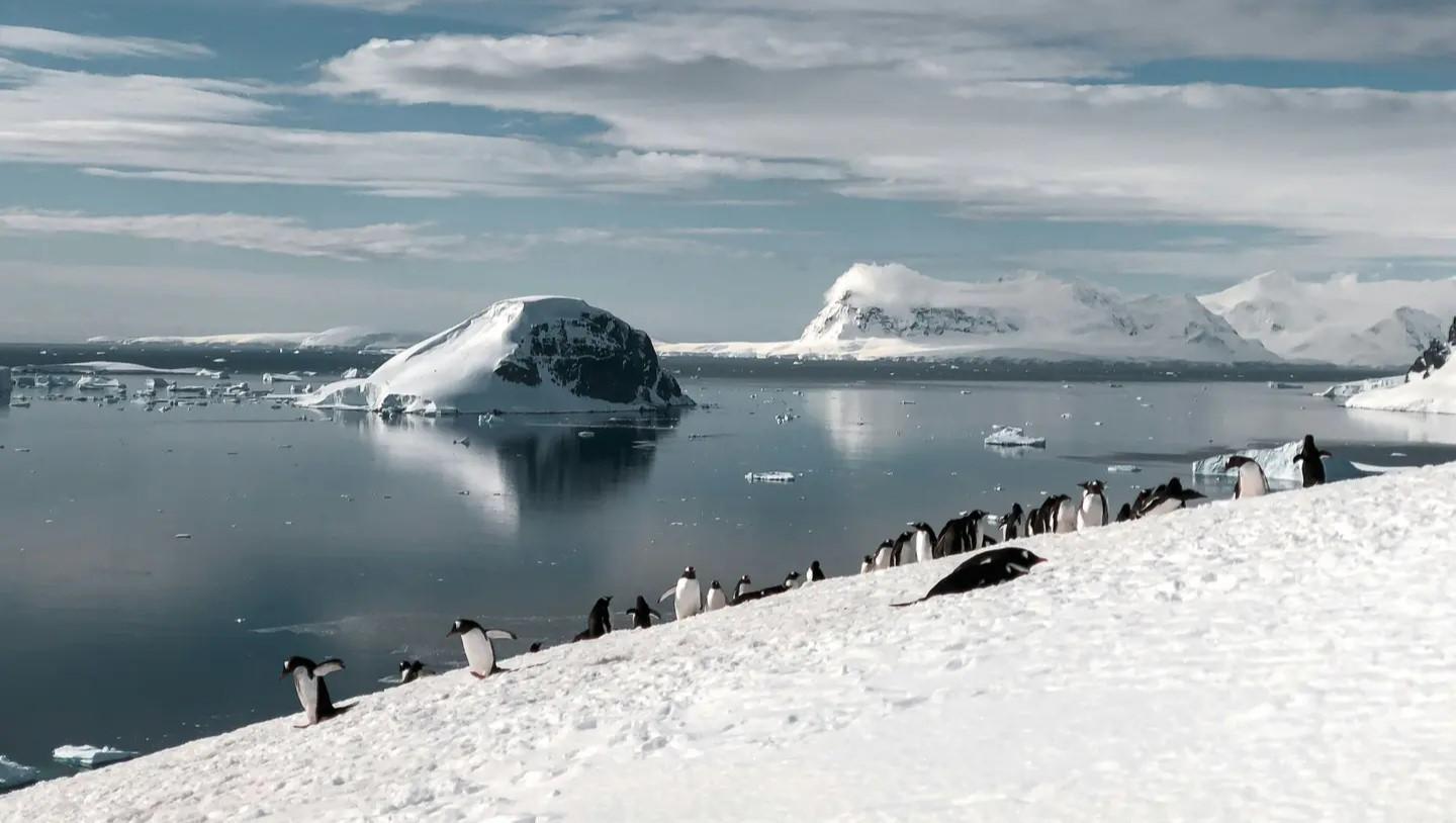 Antarctica, South Georgia & Falklands: Holiday Voyage