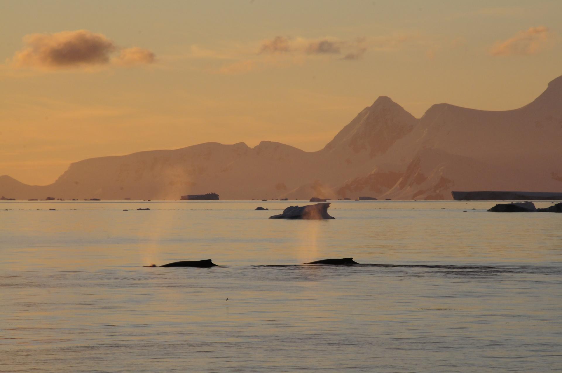Estrecho de Gerlache
