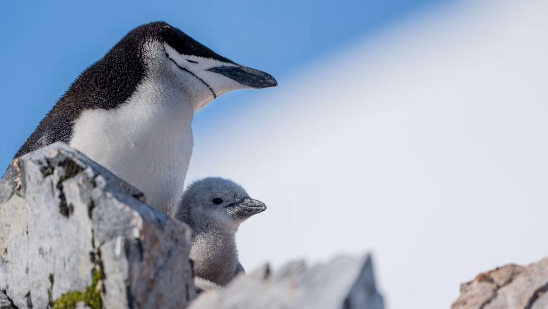 Festn Antrtico: Crculo en Profundidad