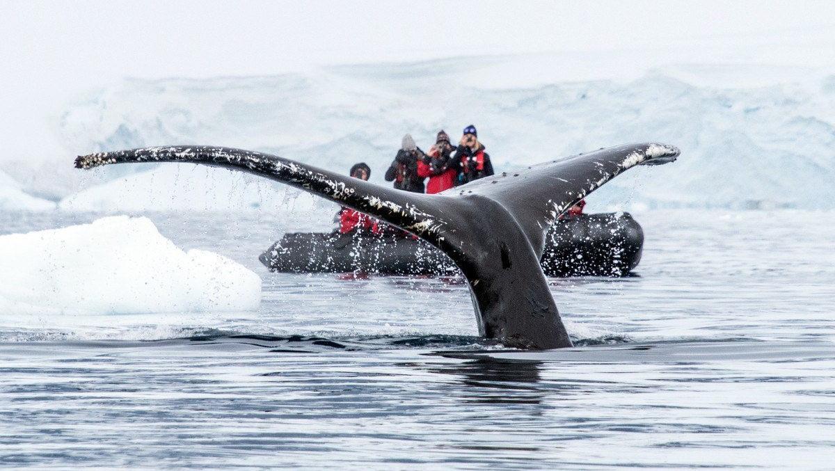 Temporada de Ballenas en la Antrtida