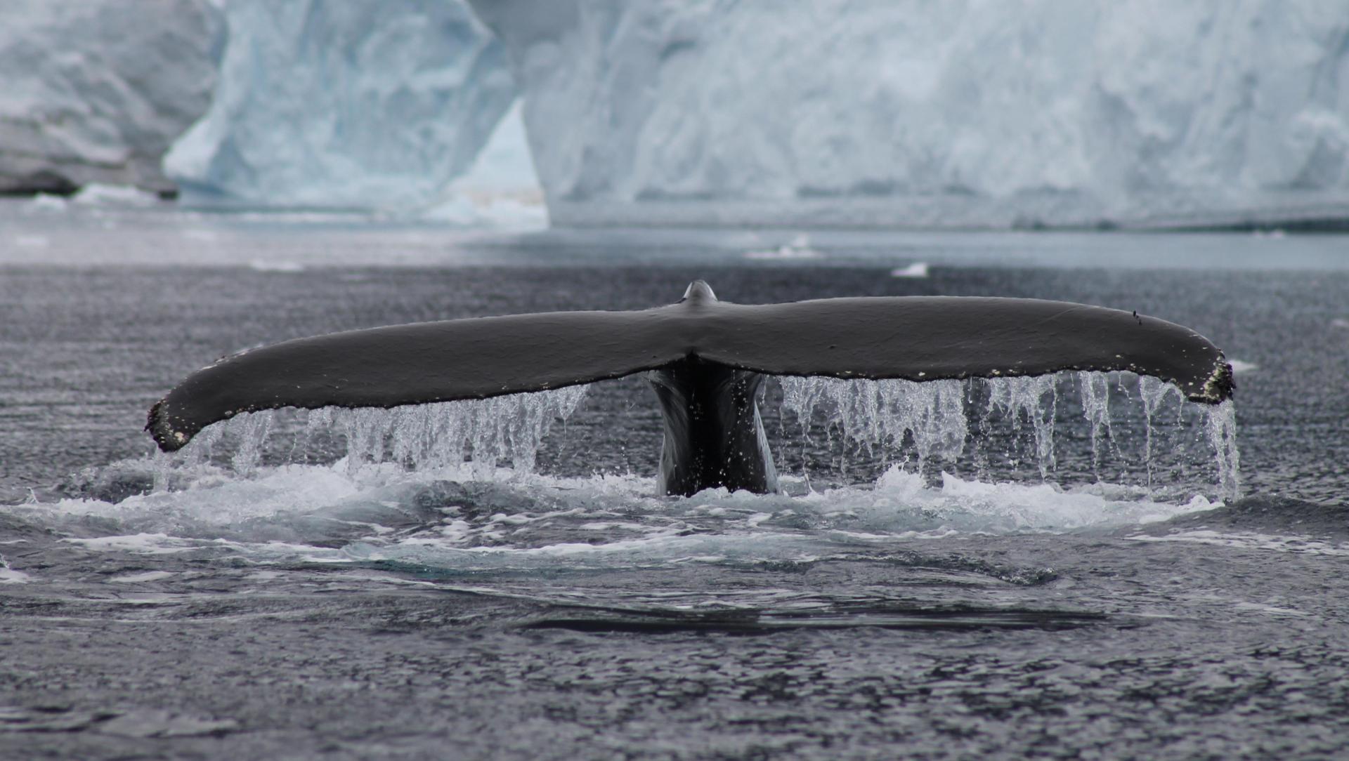 Explore la Pennsula Antrtica con The Polar Travel Company