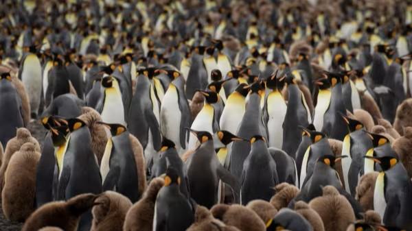 South Georgia and Antarctic Peninsula: Penguin Safari (BUE)