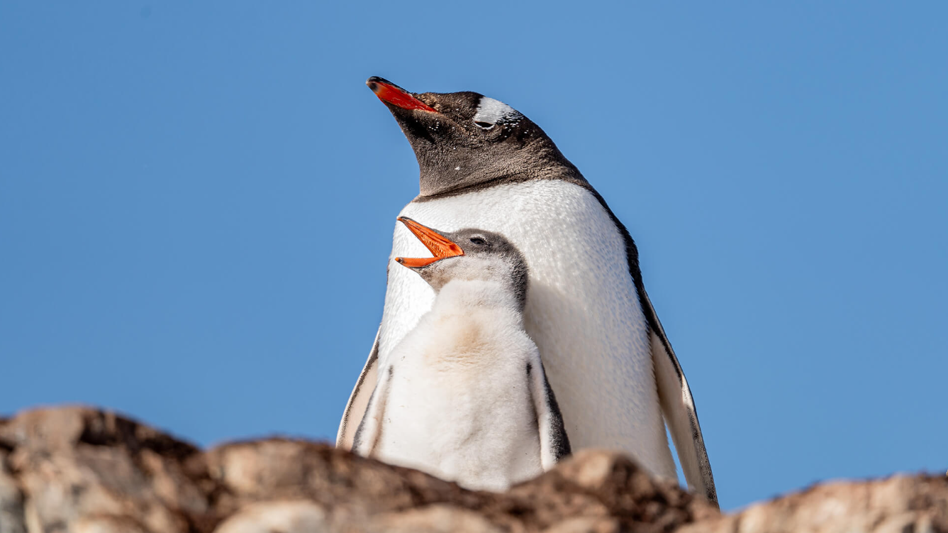 Crossing the Antarctic Circle - 12 nights