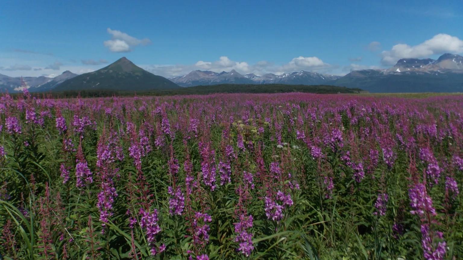 Destacados de Alaska