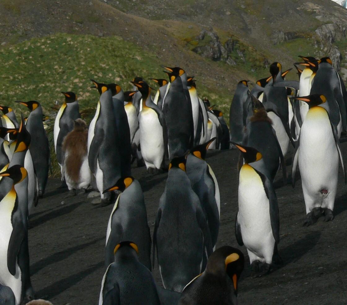 New Mandatory Requirements for Entering Argentina