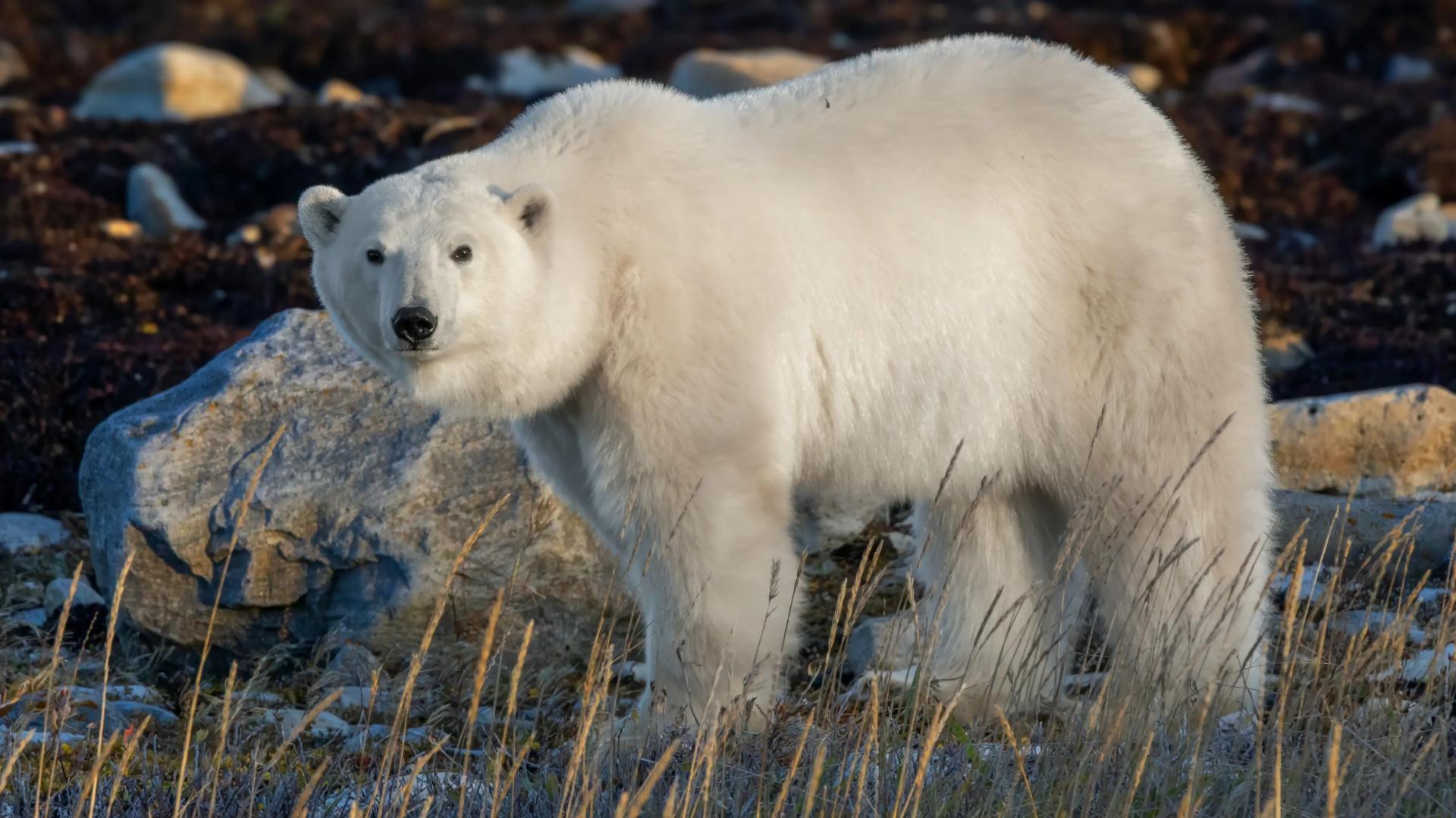 Descubrimiento Sub�rtico: Osos Polares de Churchill