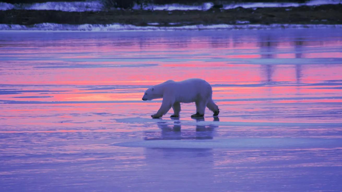 Aventura Fotogr�fica: Osos Polares en el Tundra Buggy Lodge