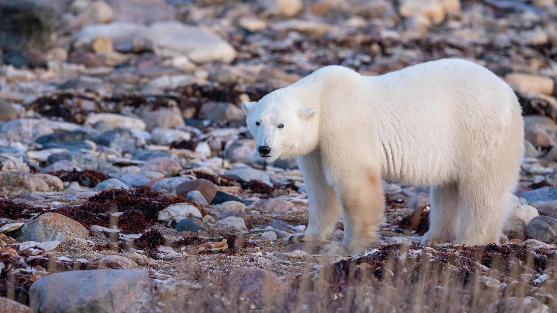 Tundra Buggy Lodge: osos polares