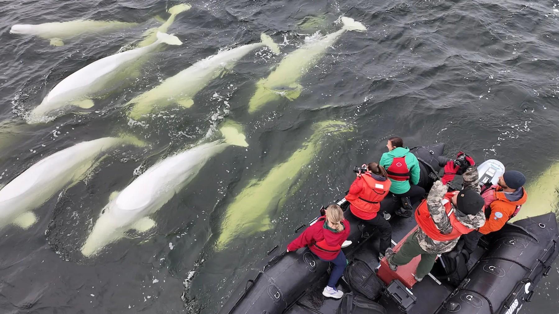 Aventura Fotogr�fica: Ballenas Beluga en Churchill