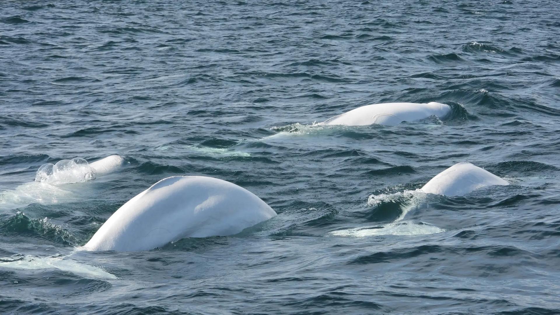 Viaje de Conservaci�n: Ballenas Beluga